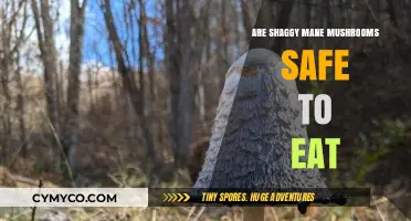 Exploring Edibility: Are Shaggy Mane Mushrooms Safe to Eat?