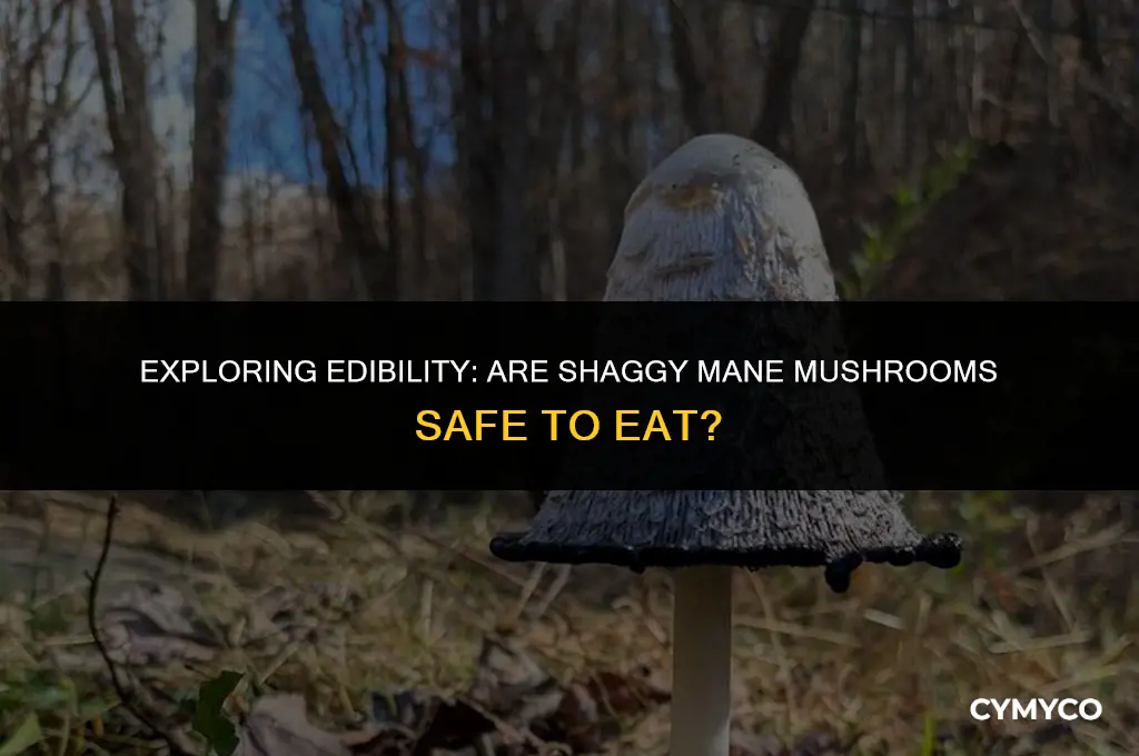 are shaggy mane mushrooms safe to eat