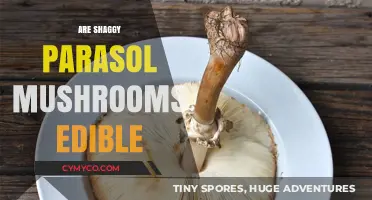 Exploring the Edibility of Shaggy Parasol Mushrooms: A Comprehensive Guide