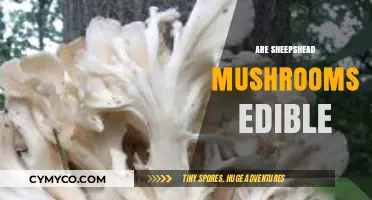 Exploring Edibility: Are Sheepshead Mushrooms Safe to Eat?