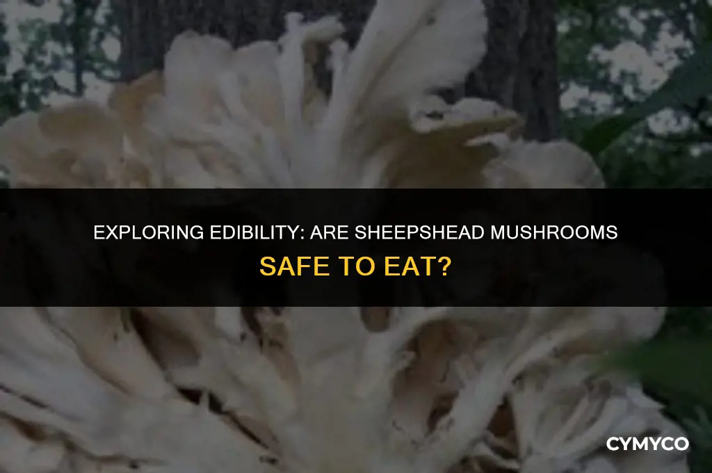 are sheepshead mushrooms edible