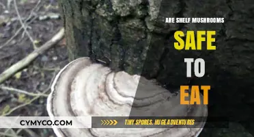 Exploring Edibility: A Guide to Shelf Mushrooms' Safety