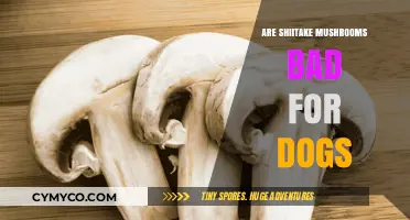 Shiitake Mushrooms and Dogs: A Comprehensive Guide to Safety