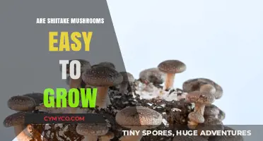Shiitake Mushrooms: A Beginner's Guide to Easy Cultivation