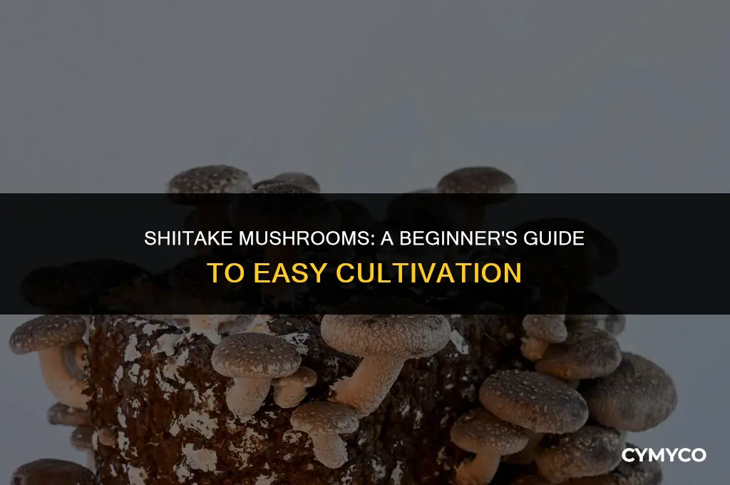 are shiitake mushrooms easy to grow