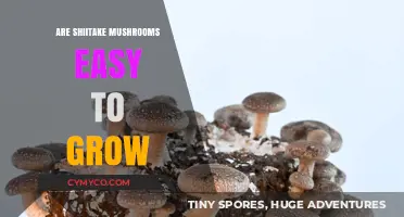 Shiitake Mushrooms: A Beginner's Guide to Easy Cultivation