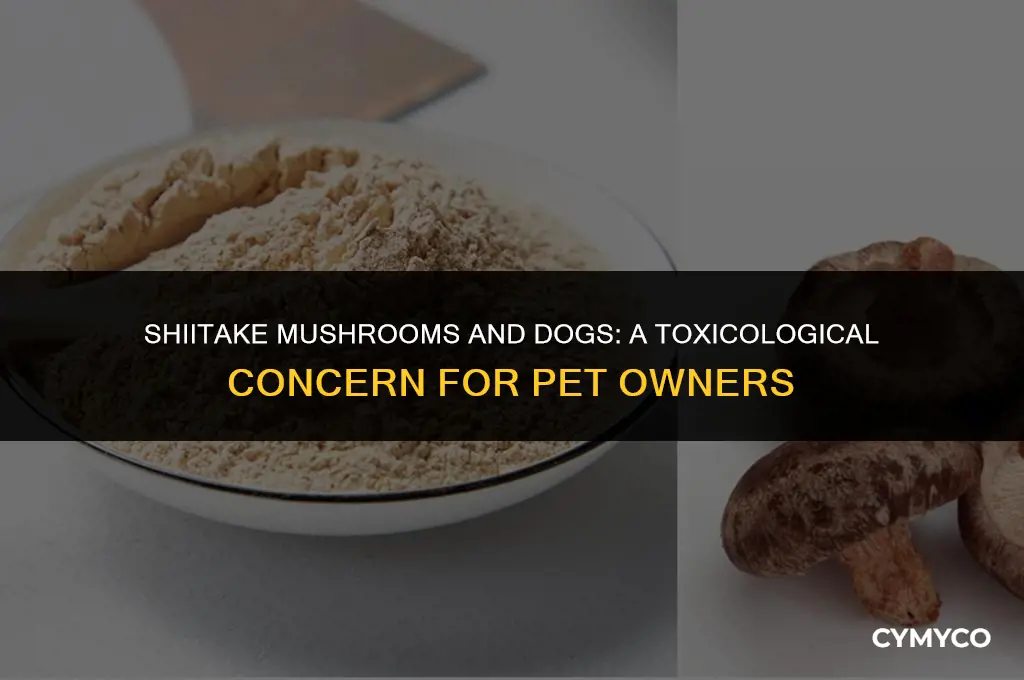 are shiitake mushrooms poisonous for dogs