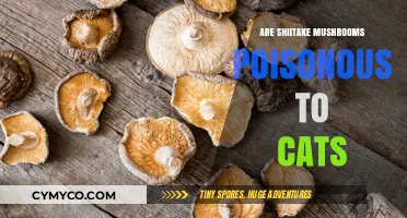 Toxic Truth: Shiitake Mushrooms and Feline Safety