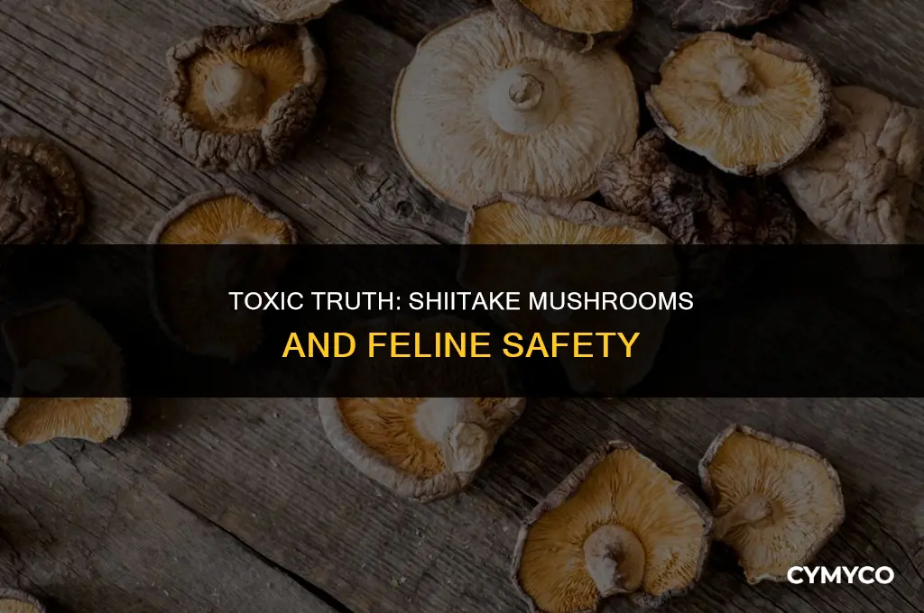 are shiitake mushrooms poisonous to cats