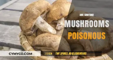 Are Shiitake Mushrooms Poisonous? Unveiling the Truth About This Fungus