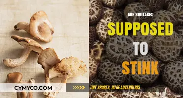 The Truth About Shiitake Mushrooms: Do They Really Stink?