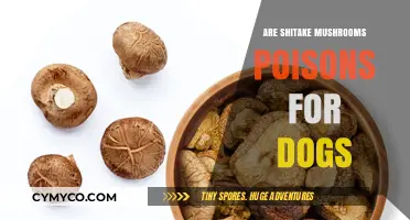 Shitake Mushrooms: A Toxic Threat to Dogs or Safe Snack?