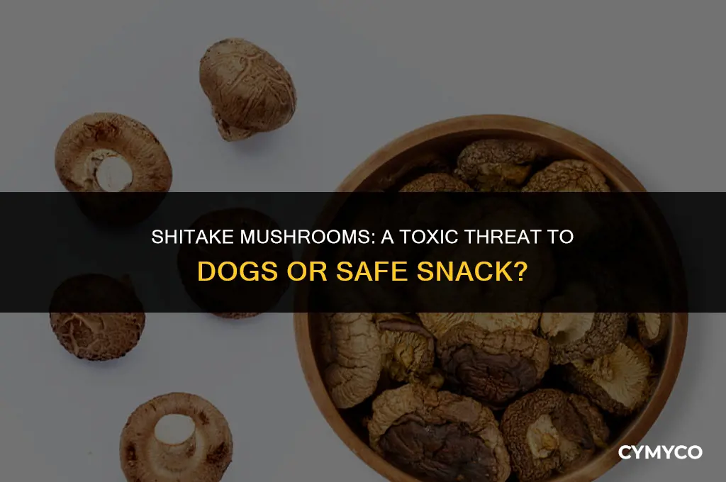 are shitake mushrooms poisons for dogs