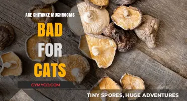 The Truth About Shiitake Mushrooms: Are They Safe for Your Feline Friend?