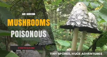 Exploring the Edibility and Toxicity of Shroom Mushrooms