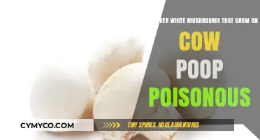 Toxic Treasures: The Truth About Silver-White Mushrooms on Cow Manure