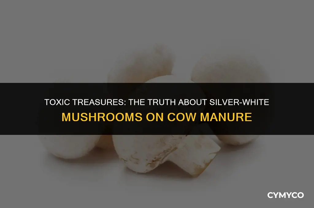 are silver white mushrooms that grow on cow poop poisonous