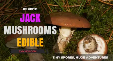 Exploring the Edibility of Slippery Jack Mushrooms: A Comprehensive Guide