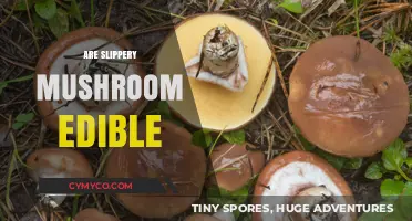 Exploring the Edibility of Slippery Mushrooms: A Comprehensive Guide