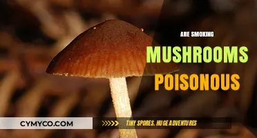Exploring the Risks: Are Smoking Mushrooms Poisonous?