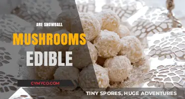 Exploring Edibility: Are Snowball Mushrooms Safe to Eat?