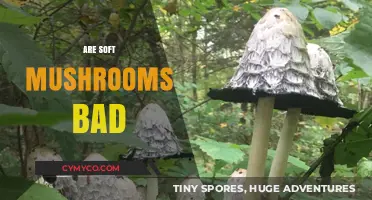 Exploring the Edibility and Safety of Soft Mushrooms