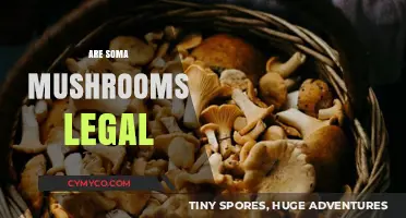 Exploring the Legality of Soma Mushrooms: A Comprehensive Guide