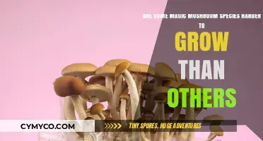 Exploring the Cultivation Challenges of Various Magic Mushroom Species
