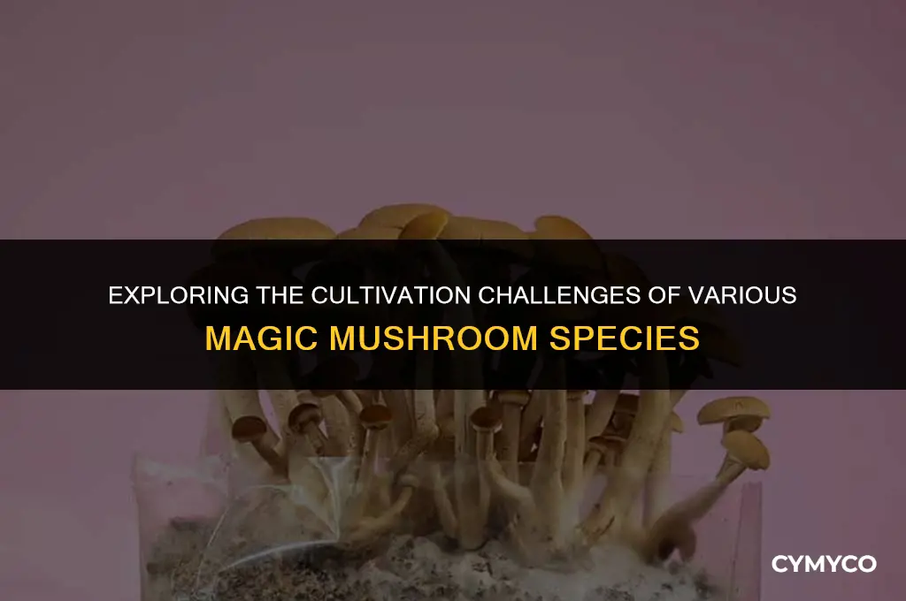 are some magic mushroom species harder to grow than others