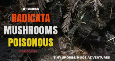 Exploring the Edibility of Sparassis Radicata Mushrooms: A Comprehensive Guide