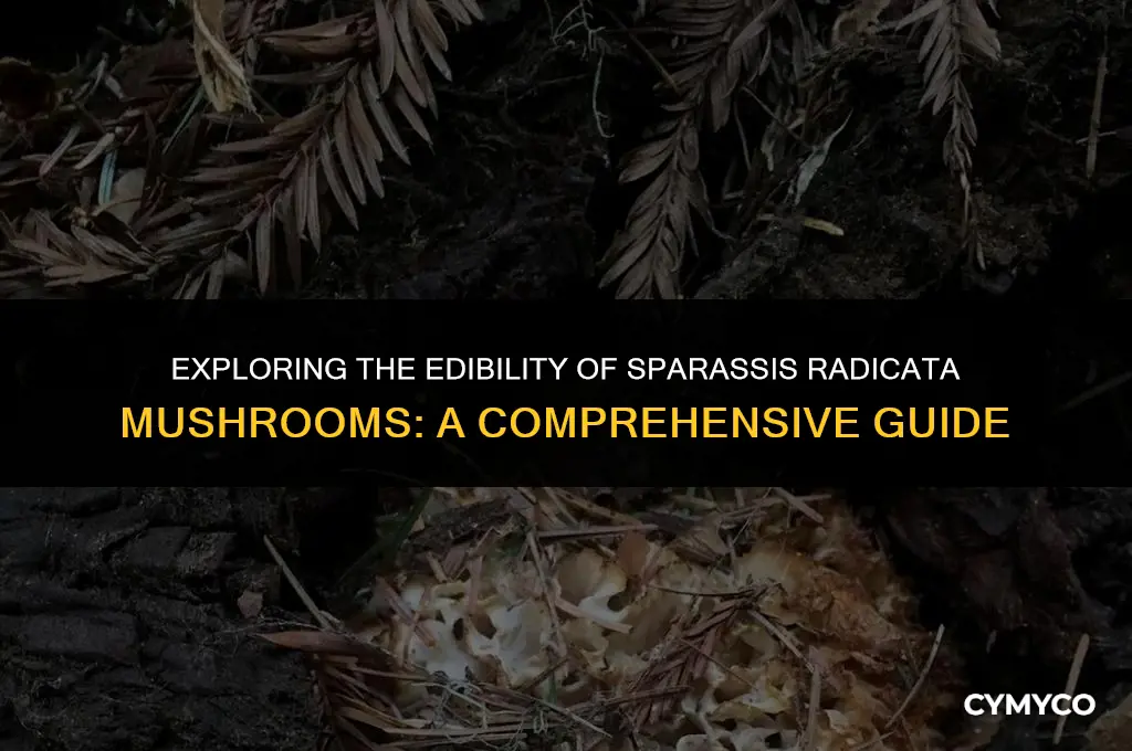 are sparissis radicata mushrooms poisonous
