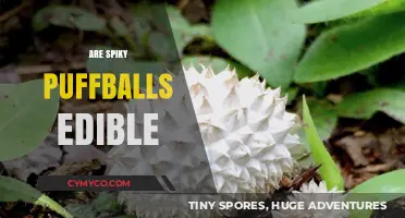 Exploring the Edibility of Spiky Puffballs: A Culinary Adventure