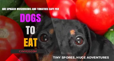 Can Dogs Eat Spinach, Mushrooms, and Tomatoes? A Safety Guide