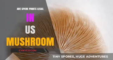 Exploring the Legality of Spore Prints in the US Mushroom Scene