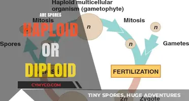 Unveiling the Mystery: Are Spores Haploid or Diploid?