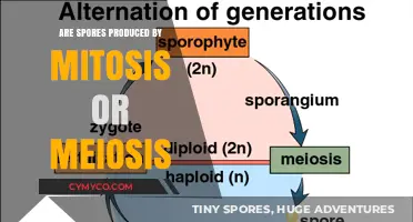 Understanding Spore Production: Mitotic or Meiotic Process?