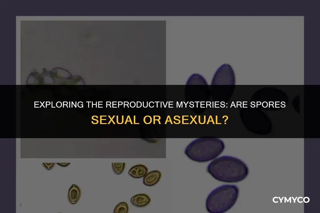 are spores sexual or asexual