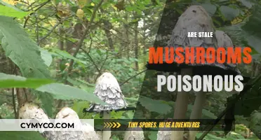 The Truth About Stale Mushrooms: Are They Really Poisonous?