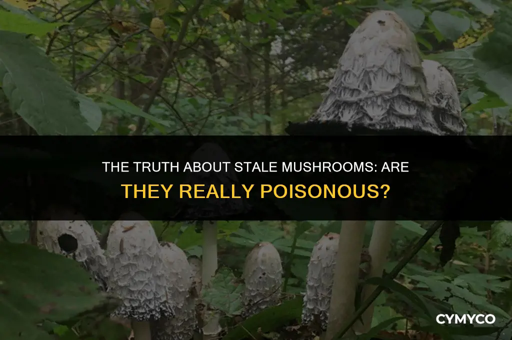 are stale mushrooms poisonous