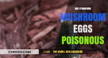 The Truth About Stinkhorn Mushroom Eggs: Are They Poisonous?