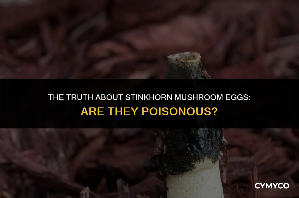 are stinkhorn mushroom eggs poisonous