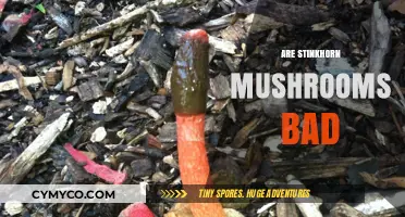 Unveiling the Truth: Are Stinkhorn Mushrooms Harmful?