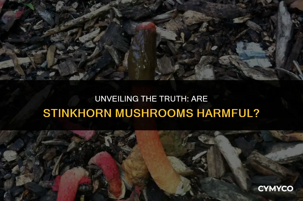 are stinkhorn mushrooms bad