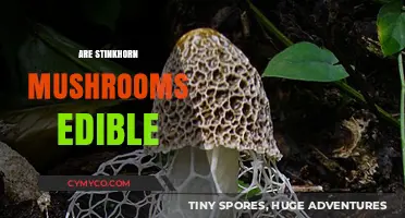 Are Stinkhorn Mushrooms Edible? Exploring Their Safety and Culinary Potential