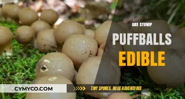 Exploring the Edibility of Stump Puffballs: A Comprehensive Guide