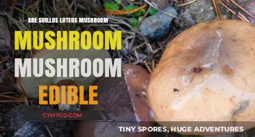 Exploring the Edibility of Suillus Luteus Mushrooms: A Comprehensive Guide
