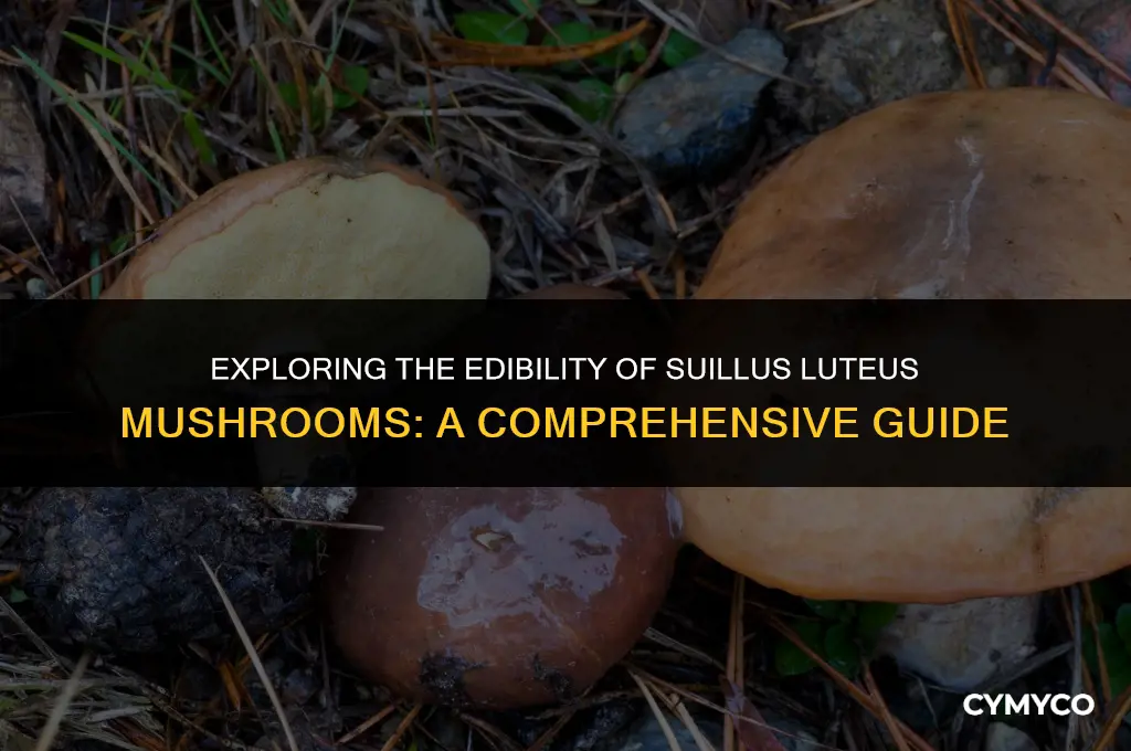 are suillus luteus mushroom mushroom mushroom edible