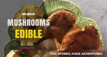 Exploring the Edibility of Suillus Mushrooms: A Comprehensive Guide