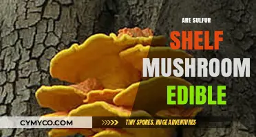 Exploring Edibility: The Truth About Sulfur Shelf Mushrooms