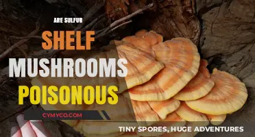 Exploring the Edibility of Sulfur Shelf Mushrooms: A Comprehensive Guide